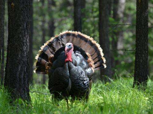 Today’s domestic turkeys are genetically distinct from wild ancestors, researchers find