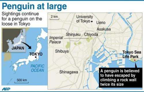 Tokyo Penguin at large