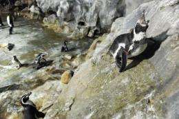 Tokyo Zoo officials are hunting for a penguin that escaped by climbing a sheer rock face