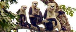 Tonkin snub-nosed monkey sighting in Vietnam