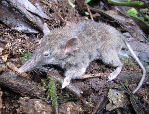 'Toothless' rat discovered on the island of Sulawesi