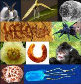 Top 10 new species list draws attention to diverse biosphere