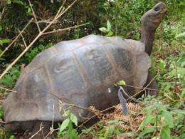 Tortoise species thought to be extinct still lives, genetic analysis reveals