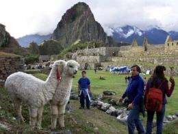 Tourists watch llamas at the ruins of Machu Pichu in Cuzco