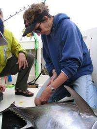 Track Atlantic bluefin tuna to learn migration, habitat secrets
