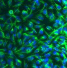 Transplanted neural stem cells treat ALS in mouse model