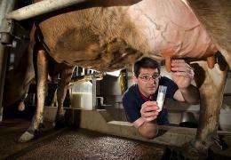 Treating mastitis in dairy cattle with vitamin D
