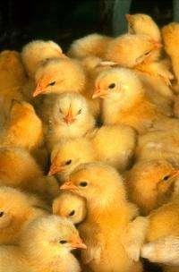 Treating poultry diseases without antibiotics
