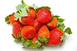 Trial strawberry variety shows exciting health potential