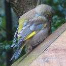 Trichomonosis jumps species from pigeons to British finches: Loss of 1.5 million