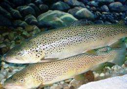 Trout will become extinct in the Iberian Peninsula in less than 100 years
