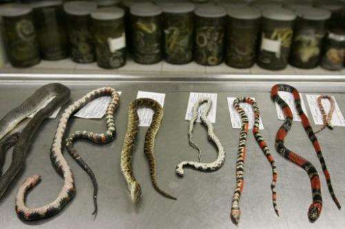 Two researchers found the new snake while  examining formalin-filled jars of snakes