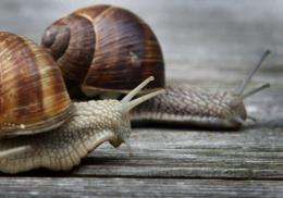 Two snails cross a wooden veranda in Oberbeuren, southern Germany