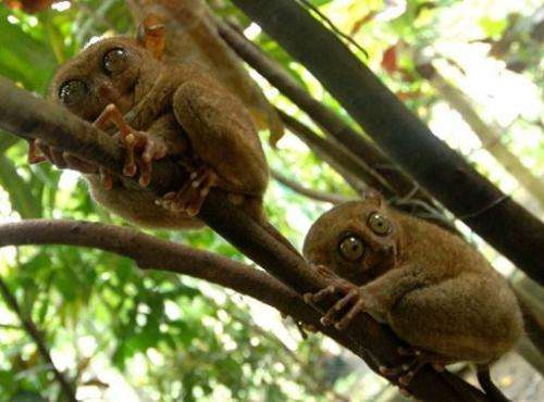 Two tarsiers cling onto trees in a wildlife sanctuary in the central Philippine island of Bohol in 2006