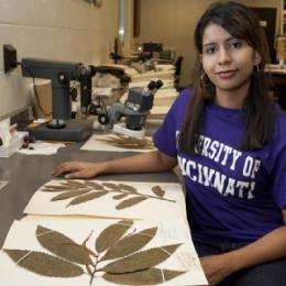 UC research tests new tool to guide reintroduction of the American chestnut