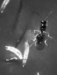 Fruit flies use alcohol as a drug to kill parasites