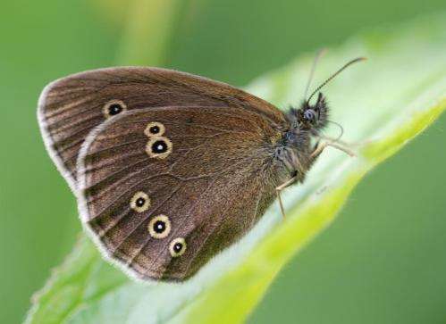 UK butterfly populations threatened by extreme drought and landscape fragmentation