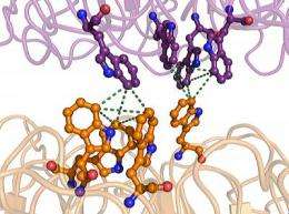 Ultraviolet protection molecule in plants yields its secrets to Scripps research team