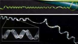 Uncoiling the cucumber's enigma: Researchers discover a biological mechanism for coiling 