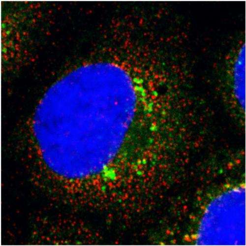 UNC researchers discover how hepatitis C virus reprograms human liver cells