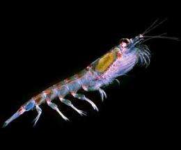 Under-ice habitat important for Antarctic krill