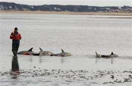 Unexplained dolphin strandings continue in Mass. (AP)