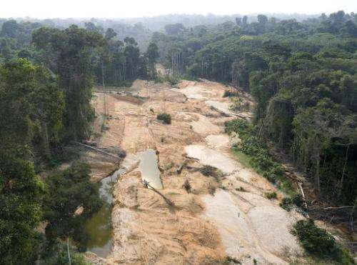 Unlicensed mining, especially for gold, has already devastated thousands of hectares in the Amazon forest