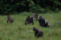 UN protects 'wild heart' of Central Africa