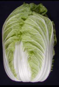 Unraveling the Chinese cabbage genome