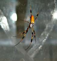 Untangling the mysteries of spider silk