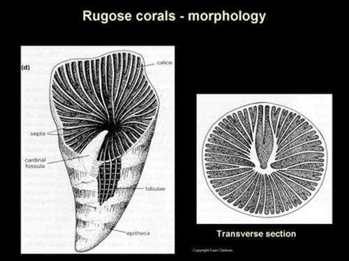 Researchers discover earliest record of rugose coral