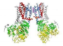 Unusual protein helps regulate key cell communication pathway