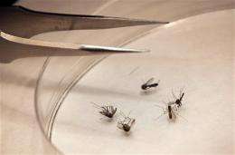 US: Alarming increase seen in West Nile cases