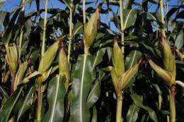 U.S. corn ethanol demand hurts poor countries