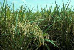 USDA links gene flow between weedy and domesticated rice to rising carbon dioxide levels