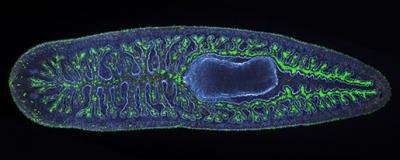 Using planarian flatworms to understand organ regeneration