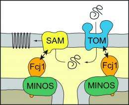 Researchers discover a new basic principle of the architecture of mitochondria