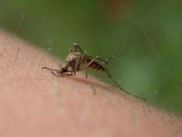 Vecmap tracks the Asian bush mosquito