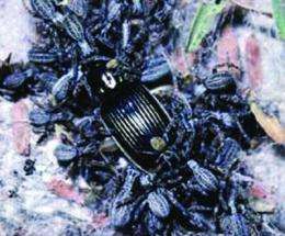 Velvet spiders emerge from underground in new cybertaxonomic monograph