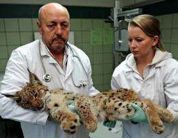 Veterinarians Andrzej Fedaczynski and Agnieszka Naroznowska carry "Benek" the lynx