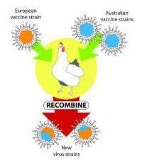 Veterinary vaccines found to combine into new viruses, prompting regulatory response