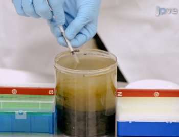 Video-article shows how to purify magnetic bacteria