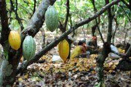 View of cocoa pods in Mecicilandia