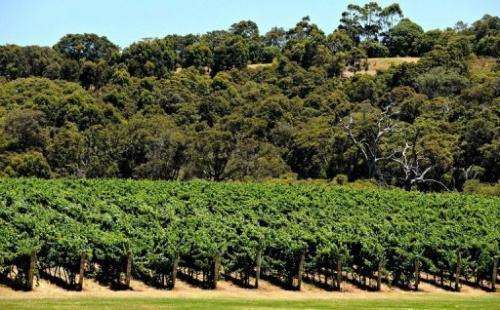 Vineyards in the Margaret River wine region in Western Australia