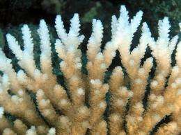 Viral disease -- particularly from herpes -- gaining interest as possible cause of coral decline