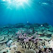 Viruses could be the key to healthy corals