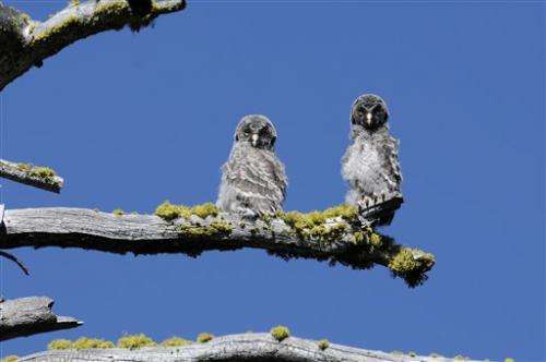 Voice software helps study of rare Yosemite owls