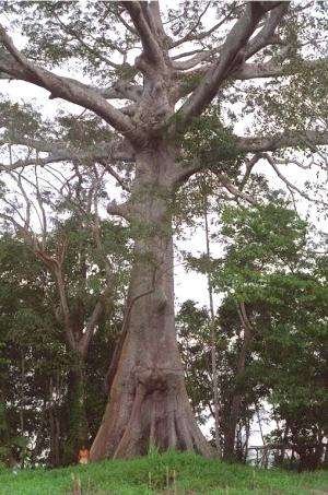 Warming climate unlikely to cause extinction of ancient Amazon trees, study finds
