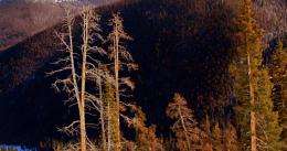 Warm winters mean more pine beetles, tree damage