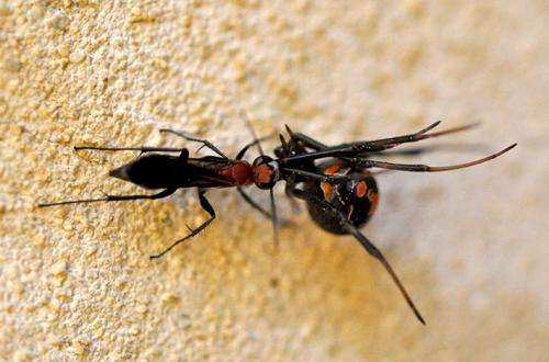 Aussie wasp on the hunt for redback spiders